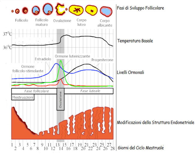 Ciclo mestruale