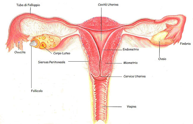 organi riproduttivi femminili