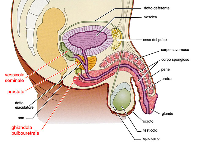 Aied Roma Fisiologia Della Riproduzione Umana